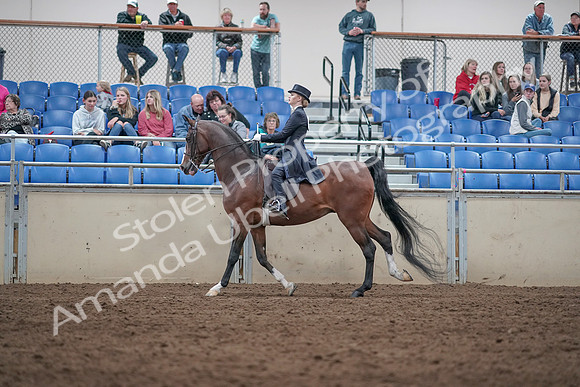 2019 Morgan Horse Show - Aug 31, 2019 - 20592