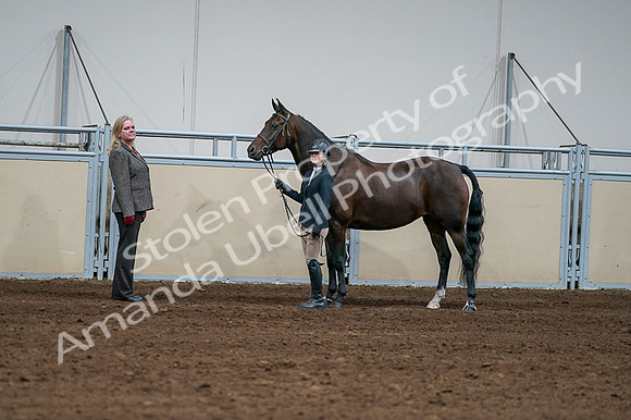 2020 - AB Morgan Horse - Fri, Sept 04 - 00773