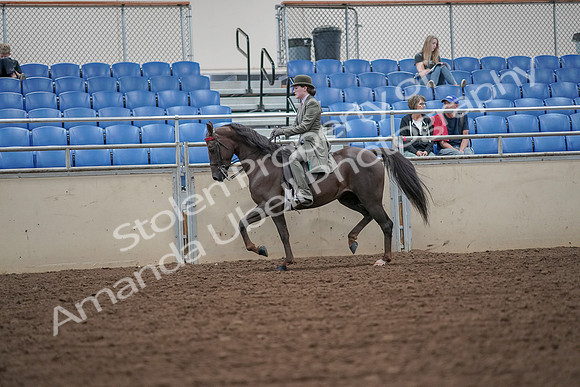 2019 Morgan Horse Show - Aug 30, 2019 - 15392
