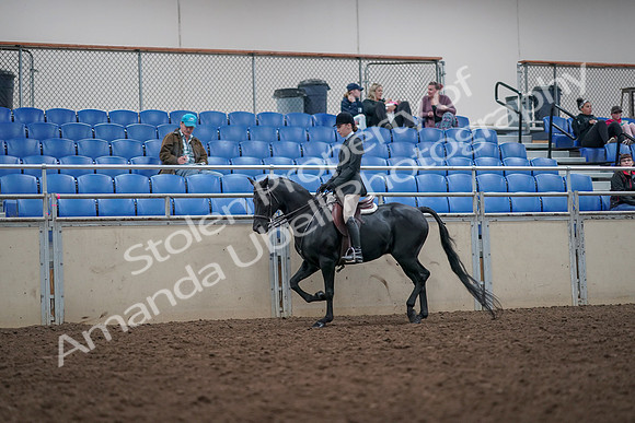 2019 Morgan Horse Show - Aug 31, 2019 - 14851