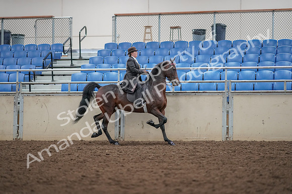 2019 Morgan Horse Show - Aug 30, 2019 - 28085