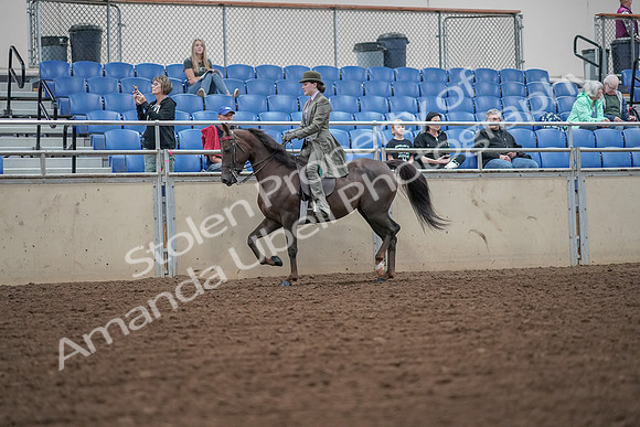 2019 Morgan Horse Show - Aug 30, 2019 - 15307