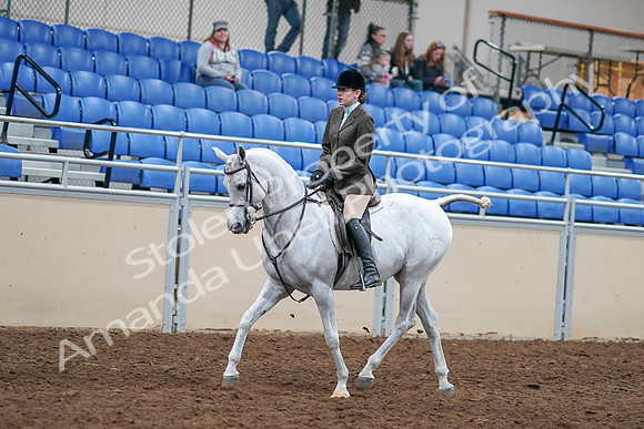 2020 - AB Morgan Horse - Sat, Sept 05 - 14239