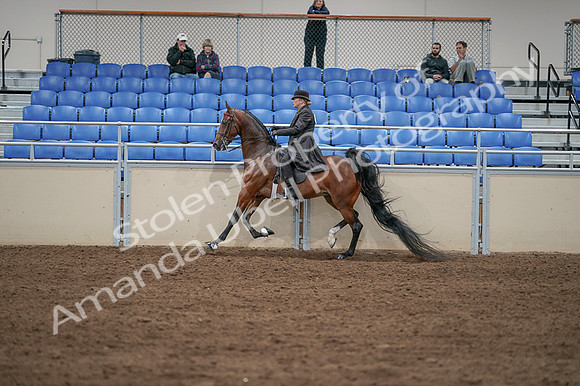 2020 - AB Morgan Horse - Fri, Sept 04 - 09641
