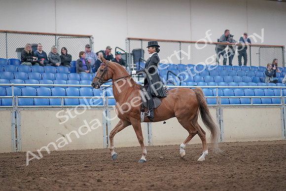 2019 Morgan Horse Show - Aug 31, 2019 - 20389