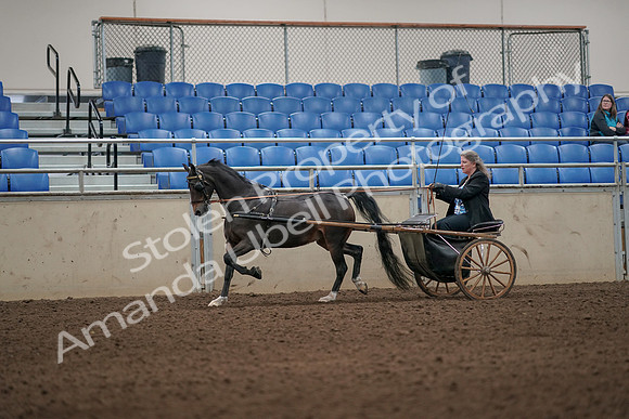 2019 Morgan Horse Show - Aug 31, 2019 - 04305