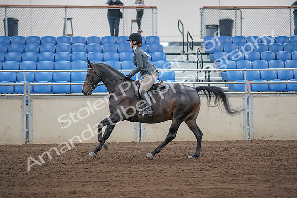 2019 Morgan Horse Show - Sept 01, 2019 - 11003