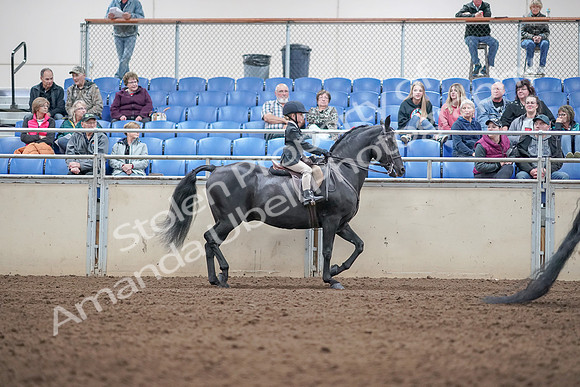 2019 Morgan Horse Show - Aug 31, 2019 - 19639