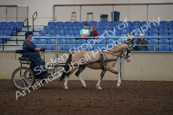 2019 Morgan Horse Show - Aug 31, 2019 - 04445
