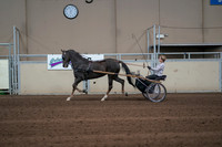 2019 Morgan Horse Show - Sept 01, 2019 - 05921