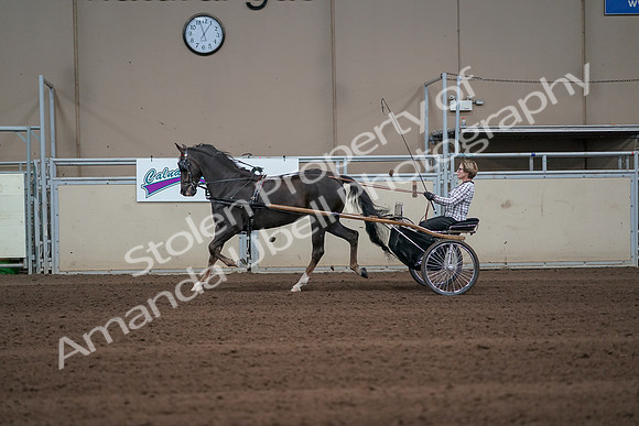 2019 Morgan Horse Show - Sept 01, 2019 - 05921