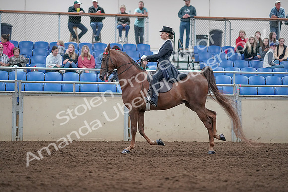 2019 Morgan Horse Show - Aug 31, 2019 - 20580
