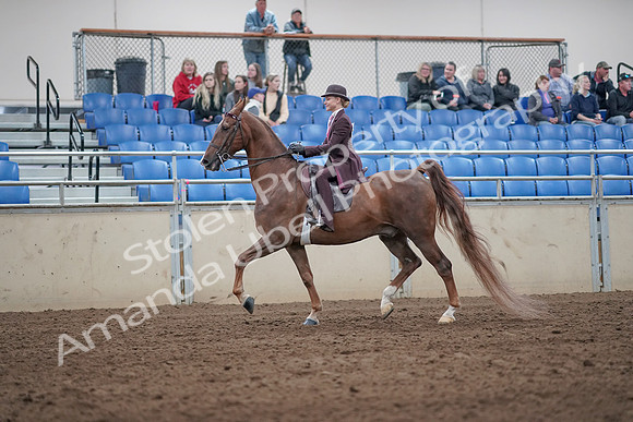 2019 Morgan Horse Show - Aug 31, 2019 - 20403