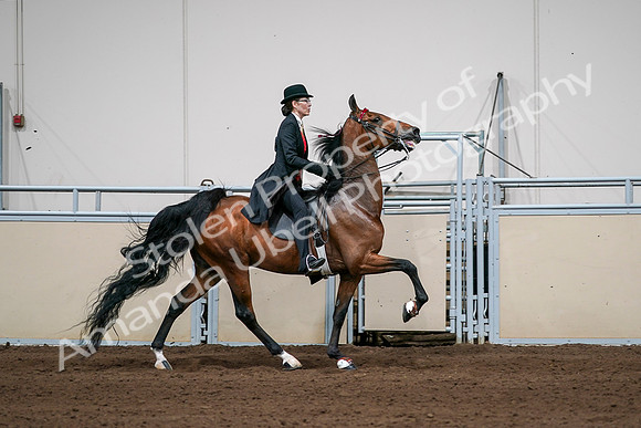 2020 - AB Morgan Horse - Sat, Sept 05 - 06840