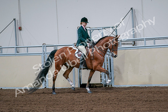 2020 - AB Morgan Horse - Fri, Sept 04 - 01860