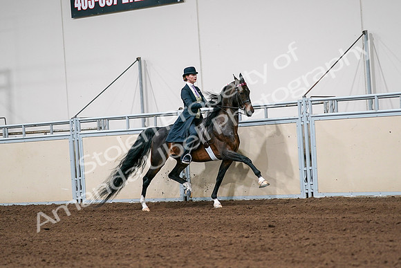 2020 - AB Morgan Horse - Sat, Sept 05 - 06395
