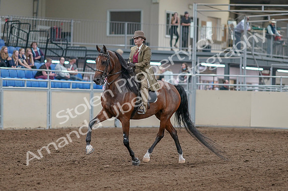 2020 - AB Morgan Horse - Fri, Sept 04 - 11139