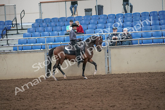 2019 Morgan Horse Show - Aug 31, 2019 - 06231