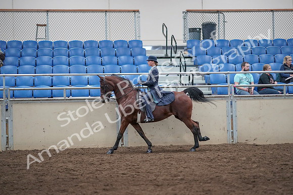 2019 Morgan Horse Show - Aug 31, 2019 - 08769