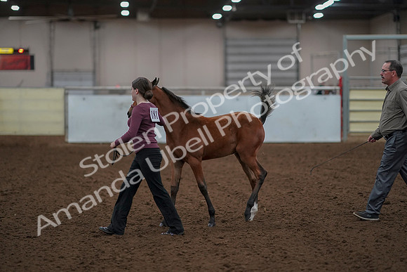 2019 Morgan Horse Show - Aug 30, 2019 - 24798