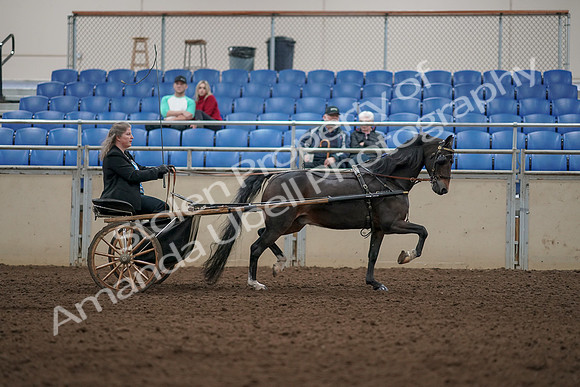 2019 Morgan Horse Show - Aug 31, 2019 - 04541