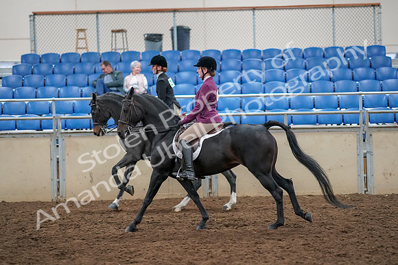 2019 Morgan Horse Show - Aug 30, 2019 - 23437