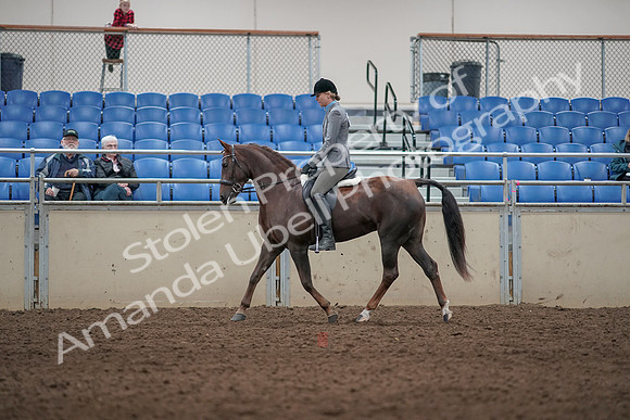 2019 Morgan Horse Show - Aug 31, 2019 - 07266