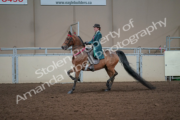 2019 Morgan Horse Show - Sept 01, 2019 - 13475