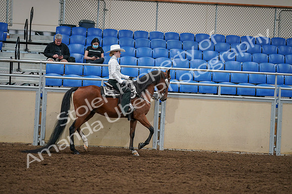 2020 - AB Morgan Horse - Fri, Sept 04 - 03529