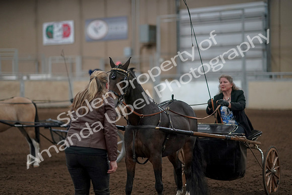 2019 Morgan Horse Show - Aug 31, 2019 - 04551