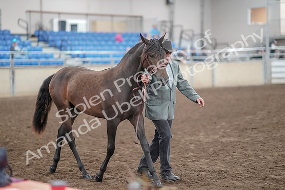 2019 Morgan Horse Show - Aug 31, 2019 - 02866
