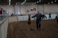 2019 Morgan Horse Show - Aug 31, 2019 - 00839