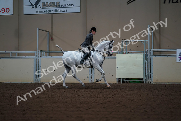 2019 Morgan Horse Show - Aug 30, 2019 - 17622