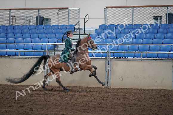 2019 Morgan Horse Show - Sept 01, 2019 - 13411