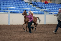 2020 - AB Morgan Horse - Sat, Sept 05 - 00467