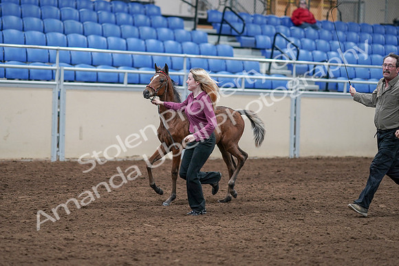 2020 - AB Morgan Horse - Sat, Sept 05 - 00467