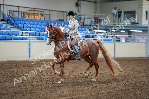 2020 - AB Morgan Horse - Fri, Sept 04 - 01513