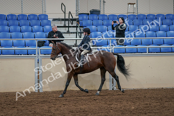 2020 - AB Morgan Horse - Sun, Sept 06 - 07712