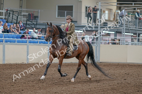 2020 - AB Morgan Horse - Fri, Sept 04 - 11140