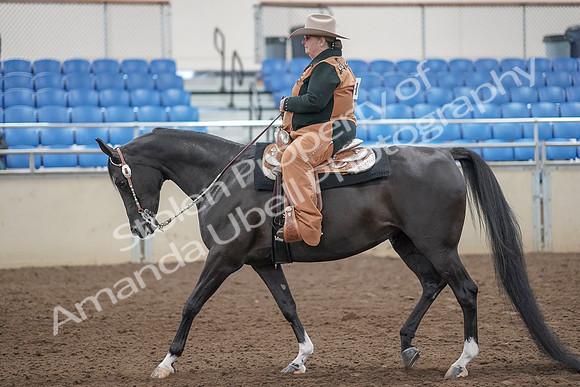 2019 Morgan Horse Show - Aug 31, 2019 - 06031