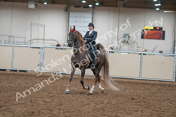 2020 - AB Morgan Horse - Sat, Sept 05 - 12927