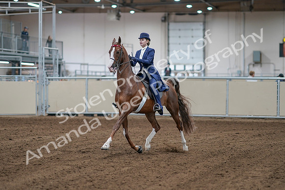 2020 - AB Morgan Horse - Sat, Sept 05 - 06060