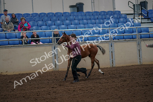 2019 Morgan Horse Show - Aug 30, 2019 - 24691