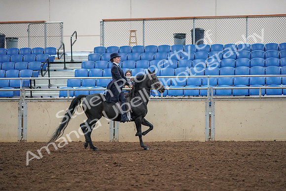 2019 Morgan Horse Show - Aug 30, 2019 - 12388
