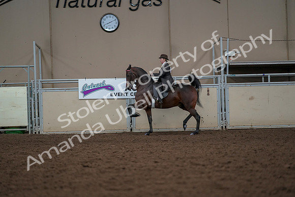 2019 Morgan Horse Show - Aug 30, 2019 - 27903