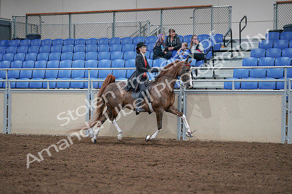 2020 - AB Morgan Horse - Fri, Sept 04 - 09864