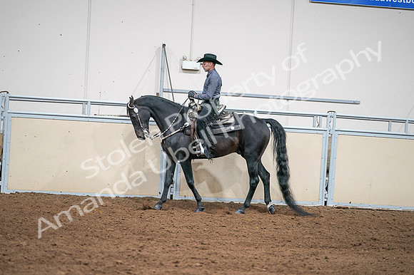 2020 - AB Morgan Horse - Fri, Sept 04 - 08398