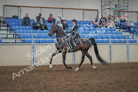 2020 - AB Morgan Horse - Fri, Sept 04 - 11344