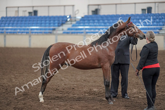 2019 Morgan Horse Show - Aug 31, 2019 - 00136