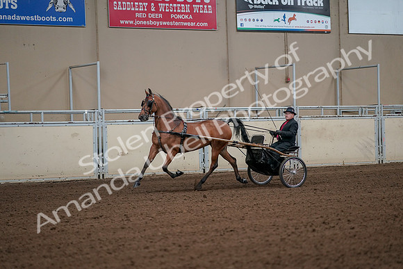 2019 Morgan Horse Show - Aug 30, 2019 - 13048